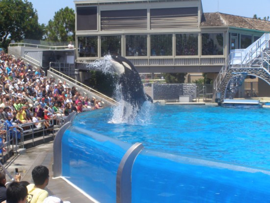 Killer whale show at Sea World San Diego