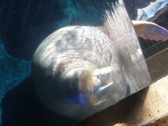 Walrus from Sea World San Diego