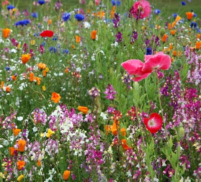 Wildflowers