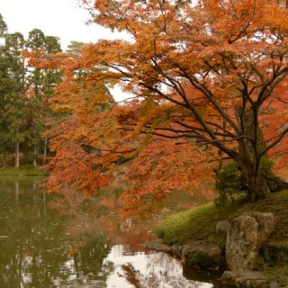 Fall Foliage